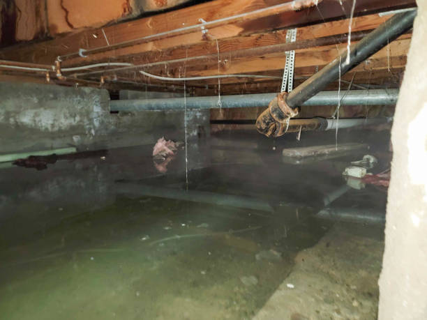 Best Ceiling water damage repair  in Shinnston, WV