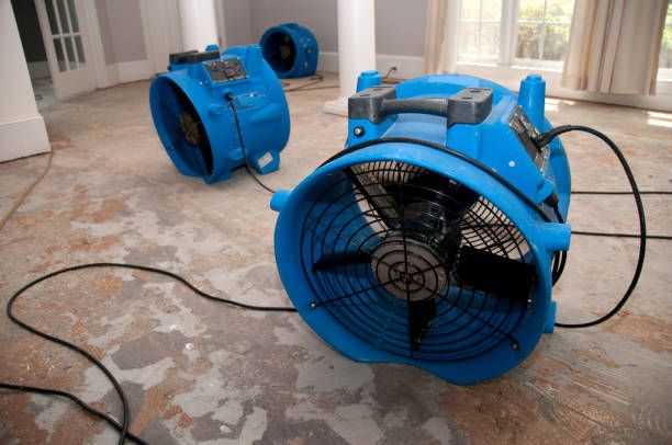 Best Mold removal after water damage  in Shinnston, WV